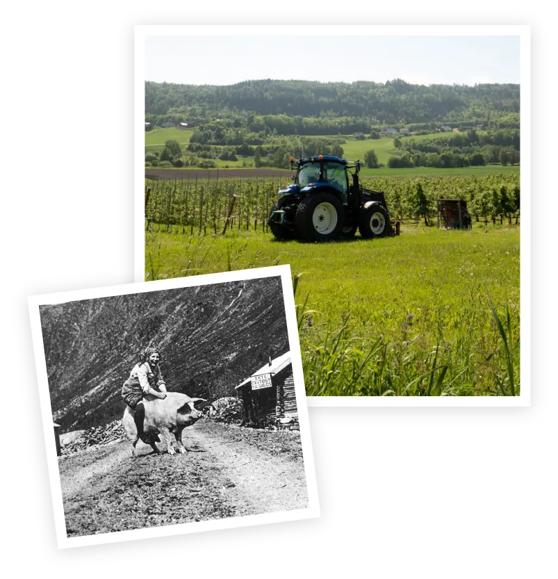 Happy Girl Riding a pig and tractor.
